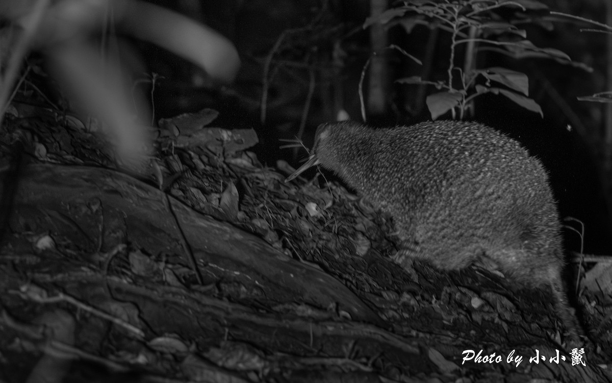 Little Spotted Kiwi - ML647504440