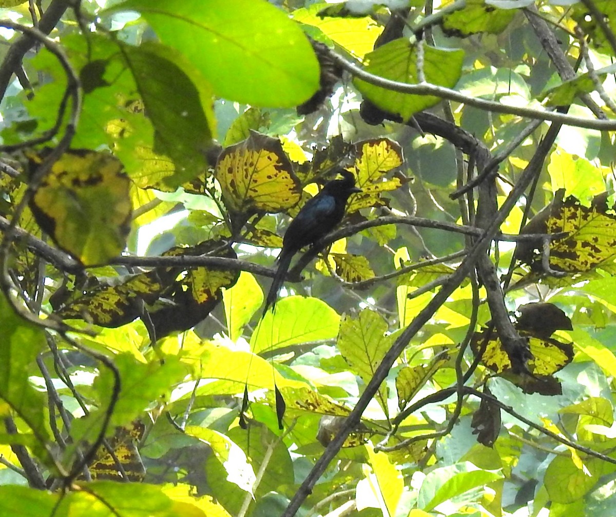 Greater Racket-tailed Drongo - ML647504441
