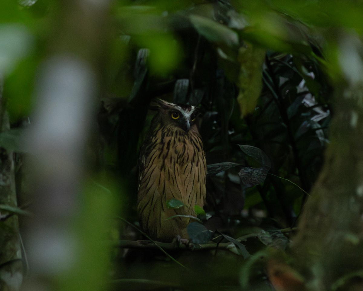 Buffy Fish-Owl - ML647504442