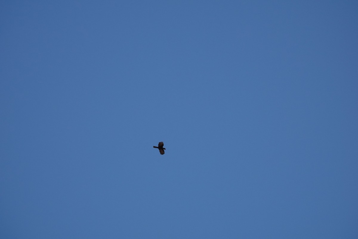 Lesser Vasa Parrot - ML647504443