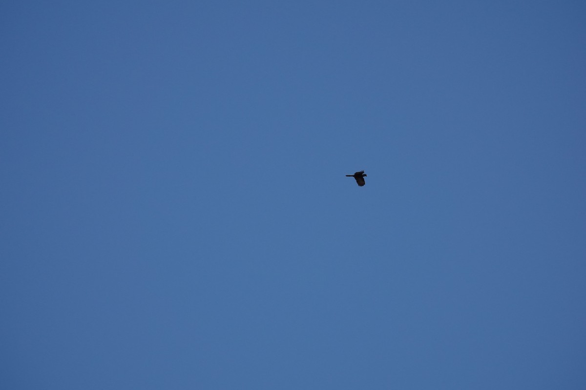 Lesser Vasa Parrot - ML647504444