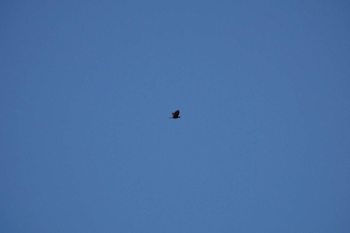 Lesser Vasa Parrot - ML647504445