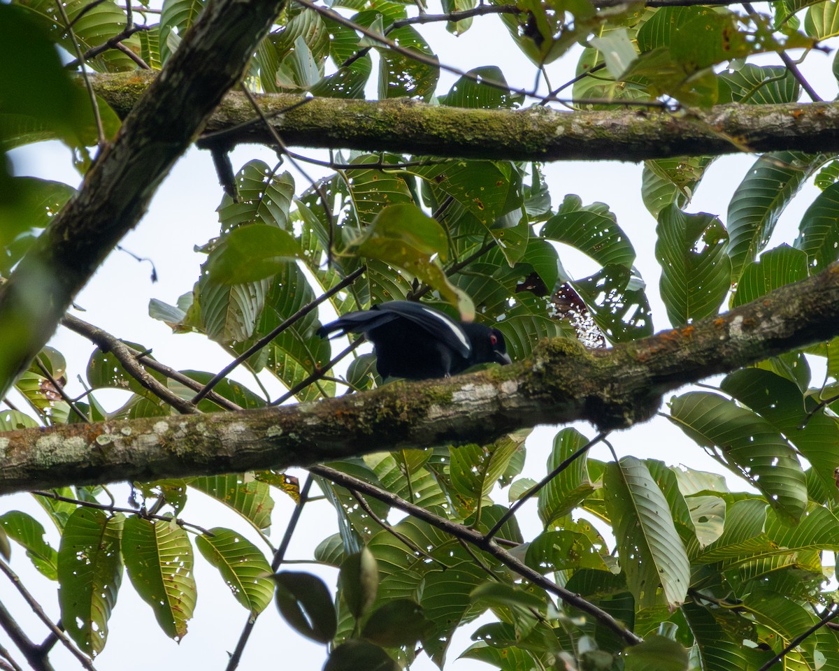 Malayan Black Magpie - ML647504446