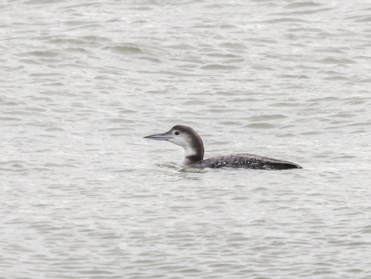 Common Loon - ML647504447