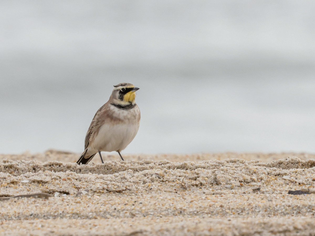 Horned Lark - ML647504449