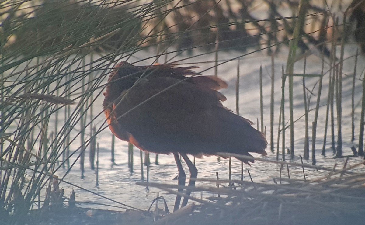 Glossy Ibis - ML647504450