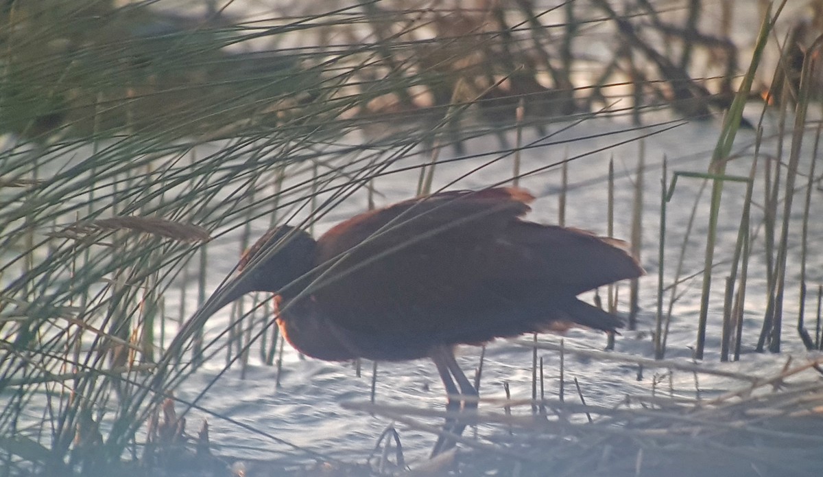 Glossy Ibis - ML647504451
