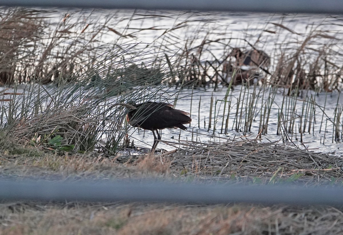 Glossy Ibis - ML647504452