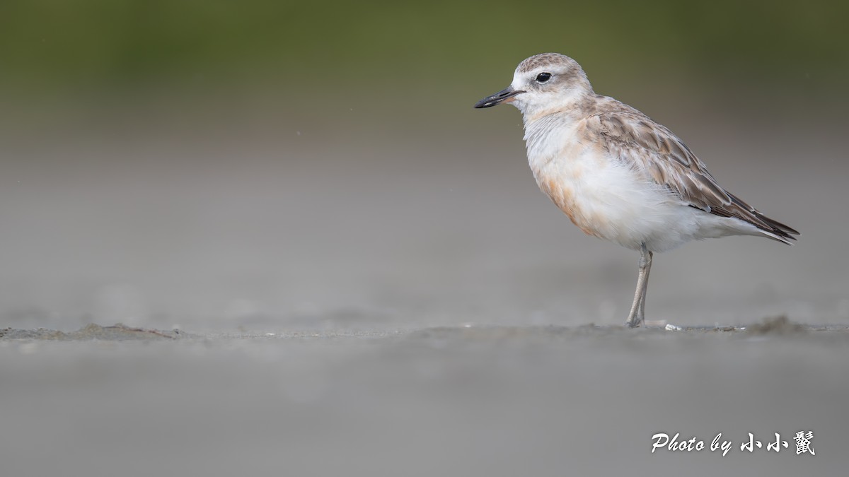 Red-breasted Dotterel - ML647504455