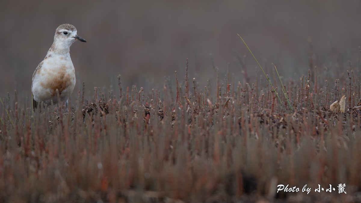 Red-breasted Dotterel - ML647504456
