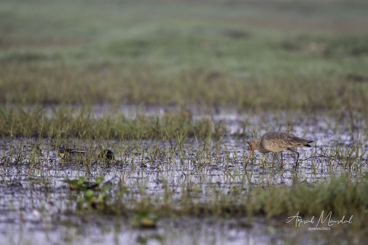 Black-tailed Godwit - ML647504457