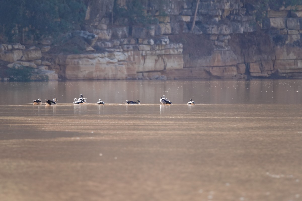 Knob-billed Duck - ML647504459