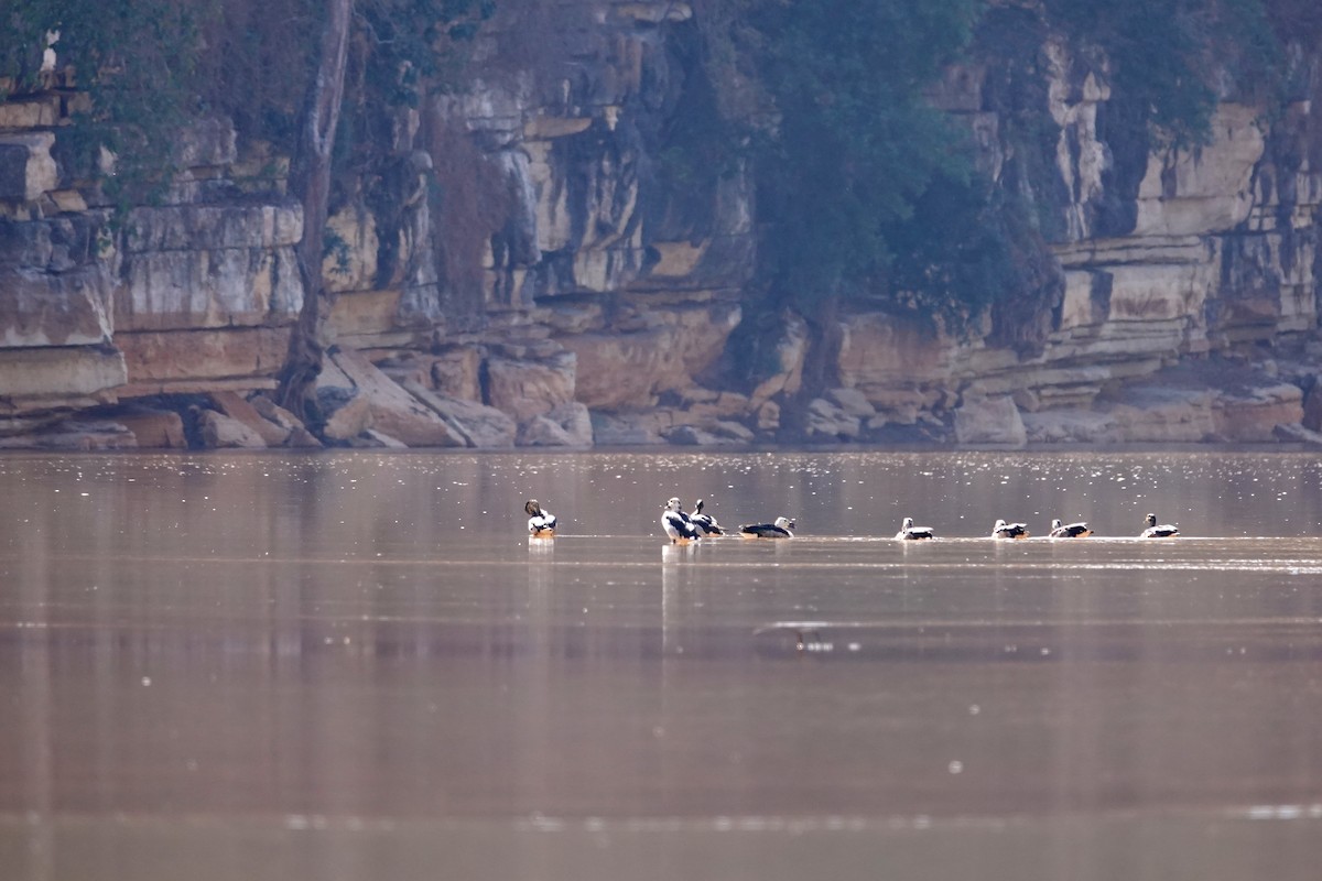 Knob-billed Duck - ML647504460