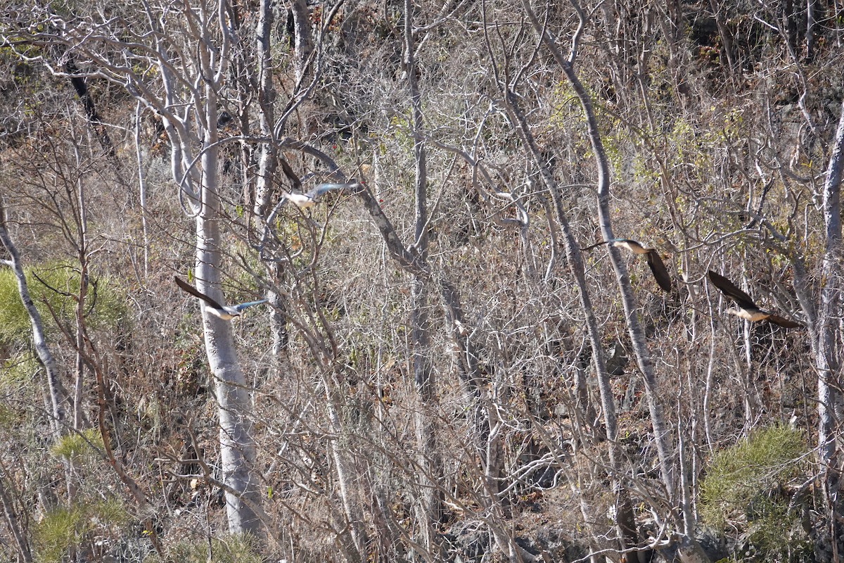 Canard à bosse - ML647504462