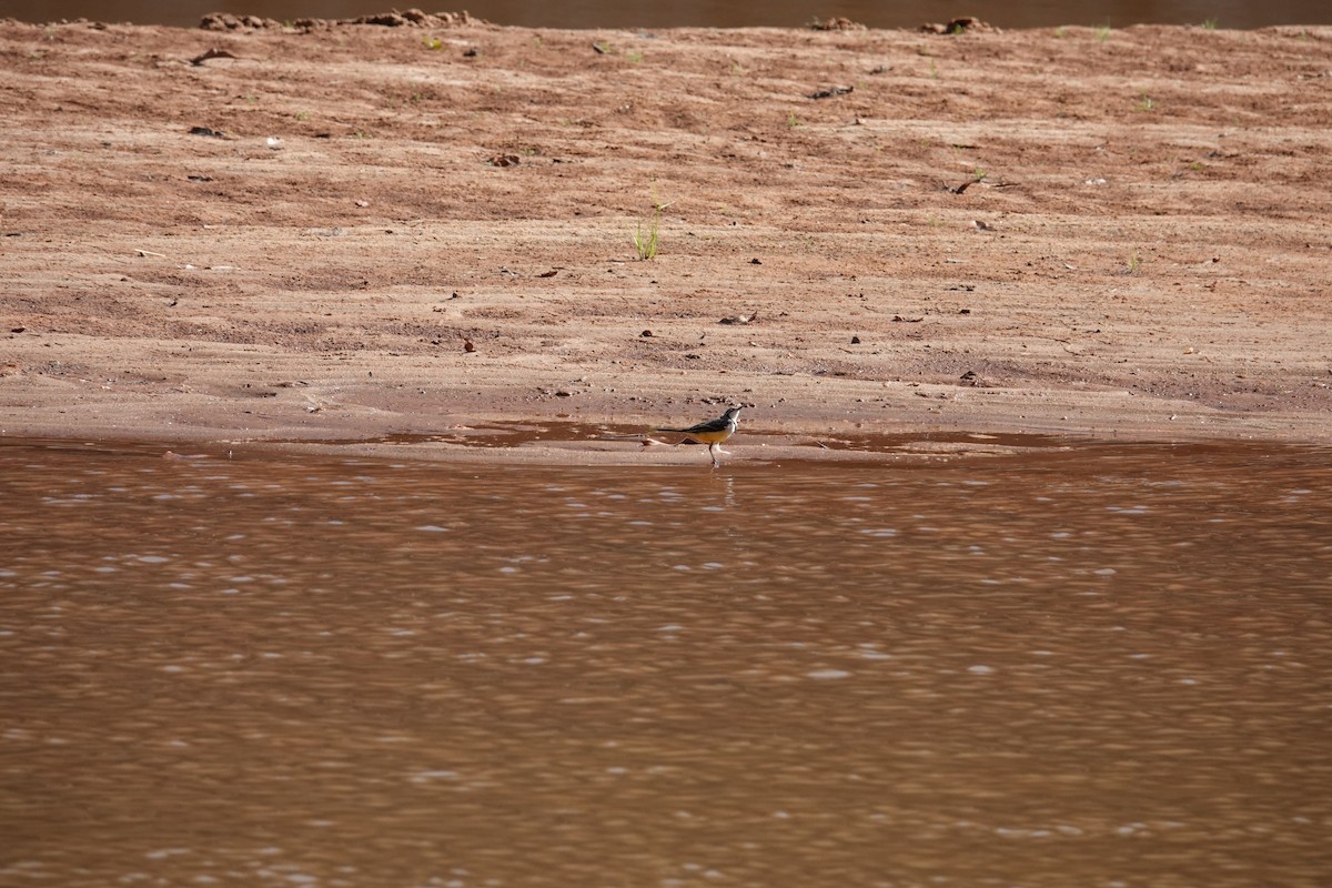 Bergeronnette malgache - ML647504467