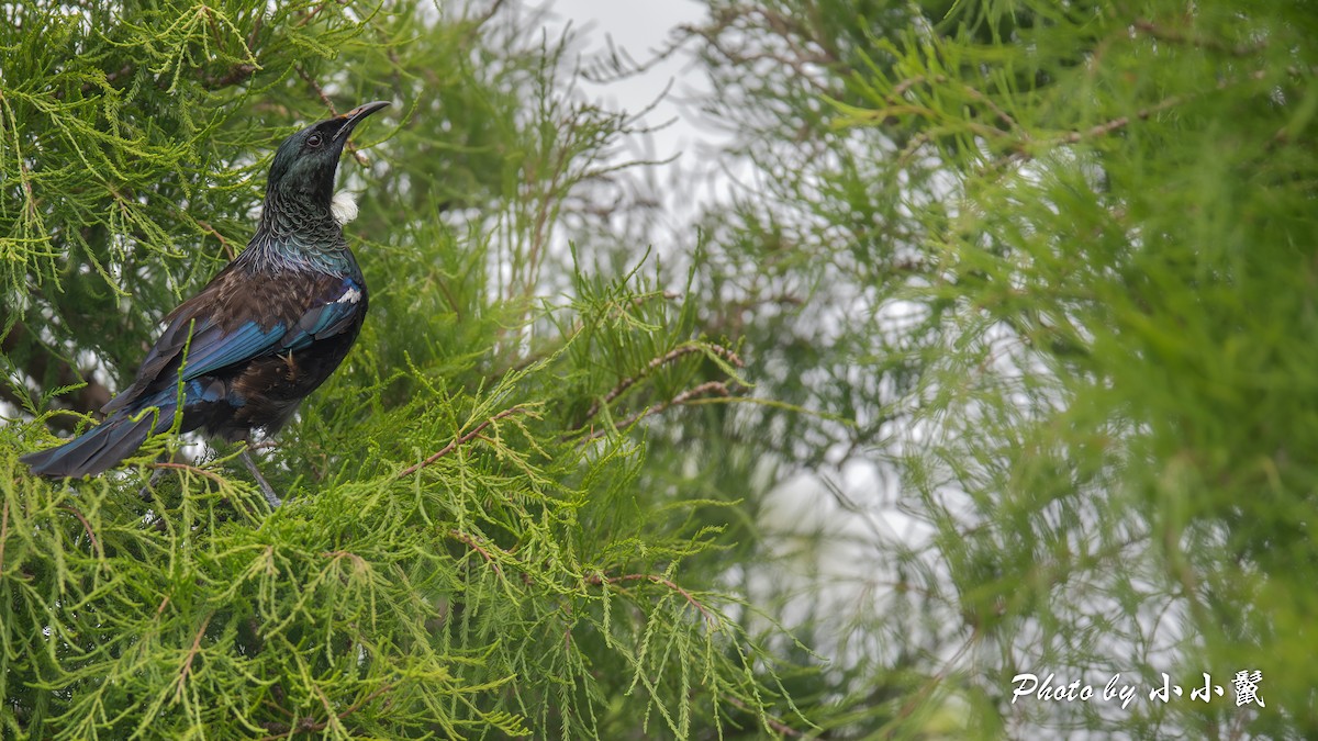 Méliphage tui - ML647504468