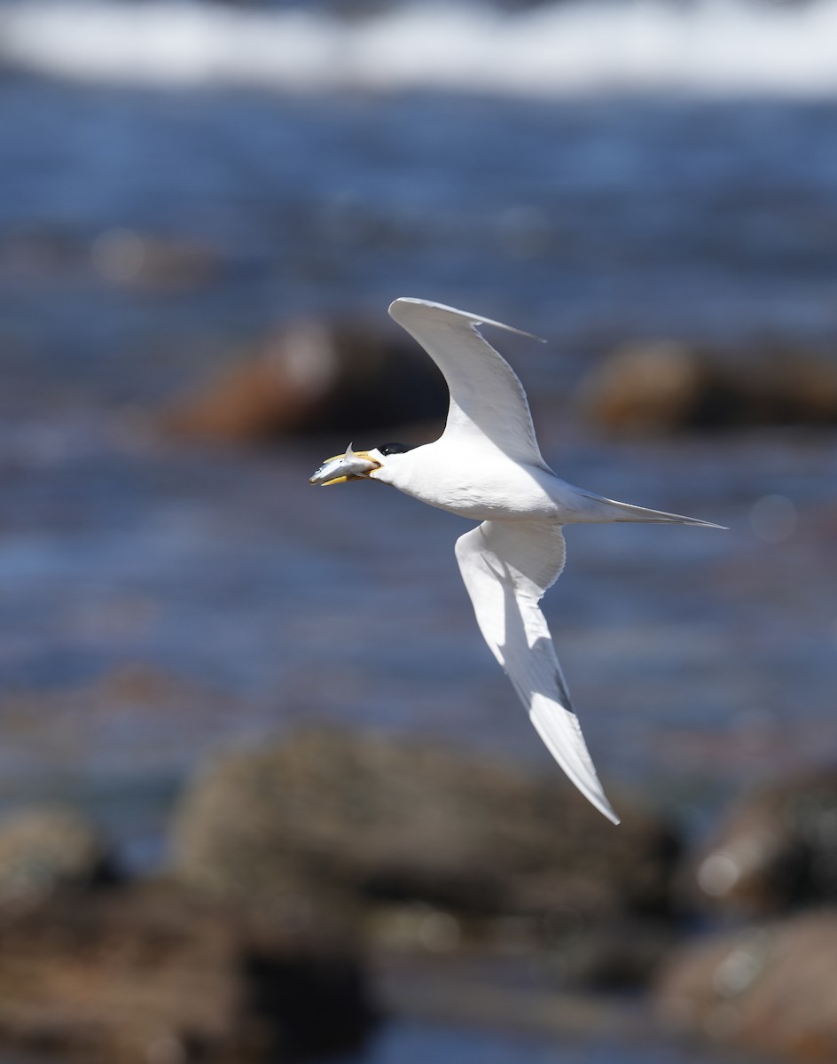 Sterne huppée - ML647504478