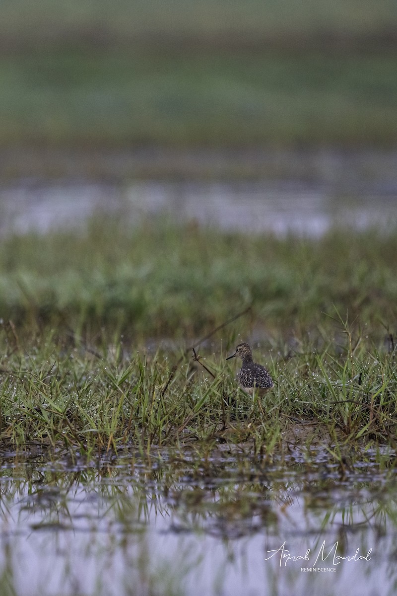 Chevalier sylvain - ML647504479