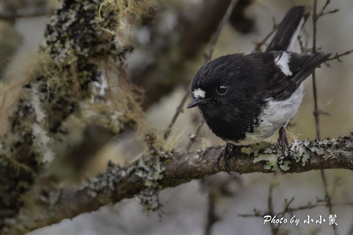 Miro mésange (groupe macrocephala) - ML647504480