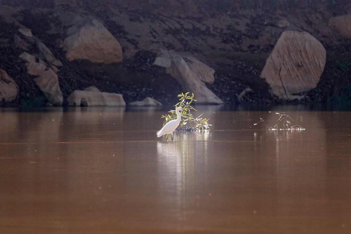 Aigrette garzette - ML647504482