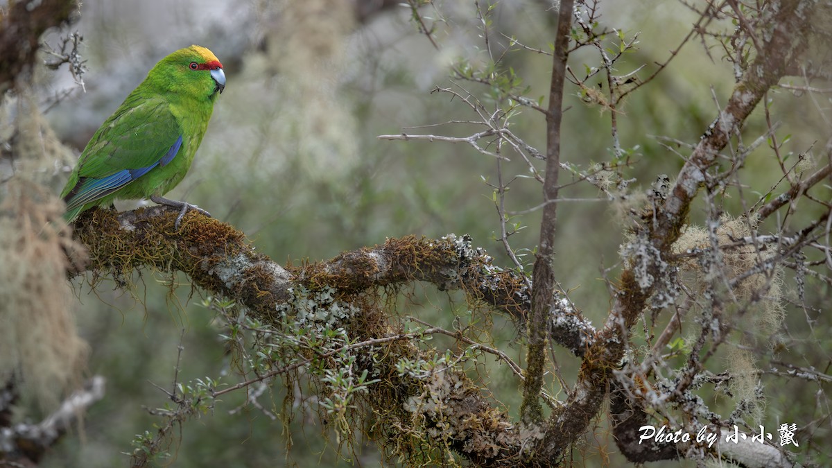 Perruche à tête d'or - ML647504483
