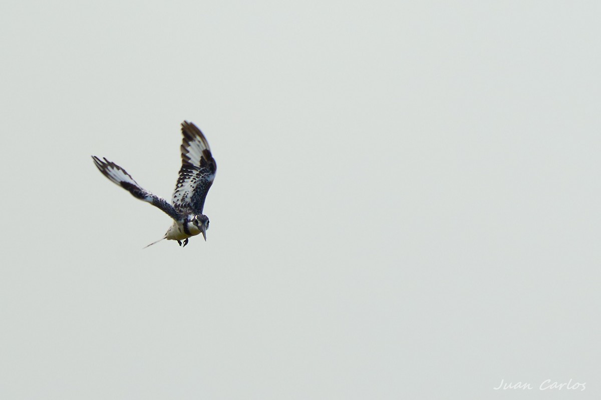 Martin-pêcheur pie - ML647504485