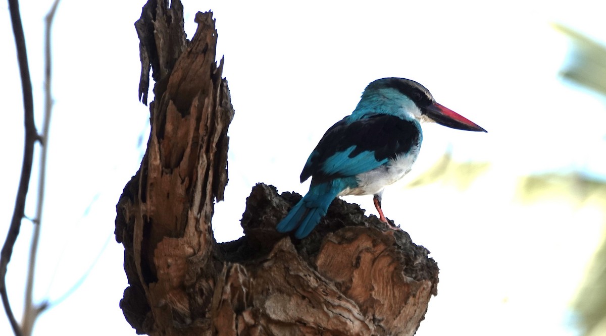 Martin-chasseur à poitrine bleue - ML647504487