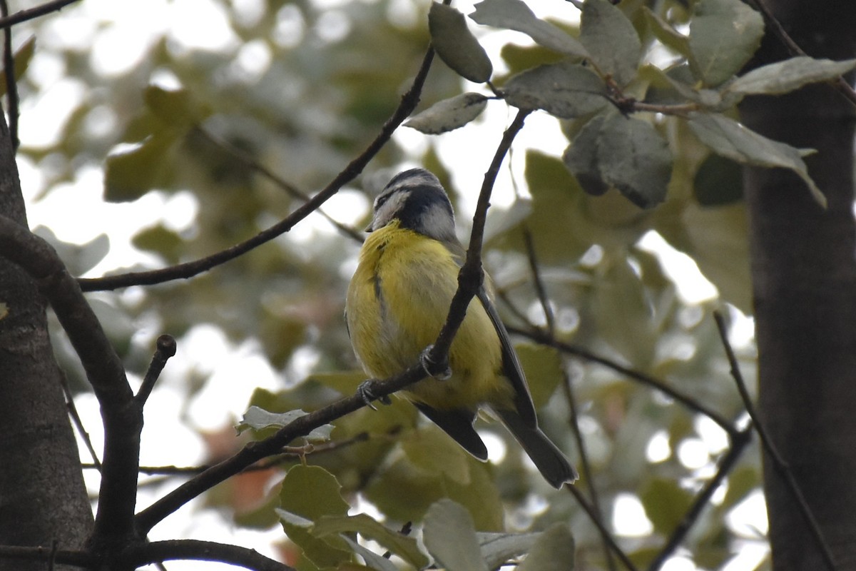 Eurasian Blue Tit - ML647504505