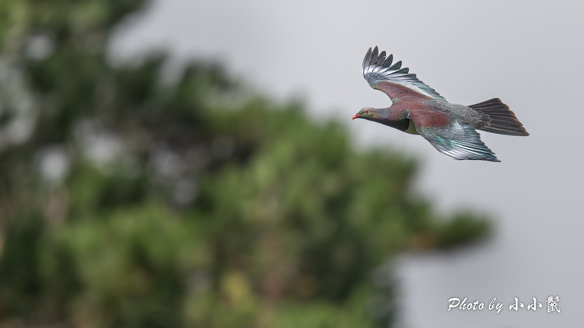 New Zealand Pigeon - ML647504509