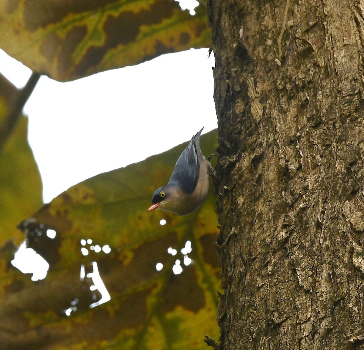 Velvet-fronted Nuthatch - ML647504518