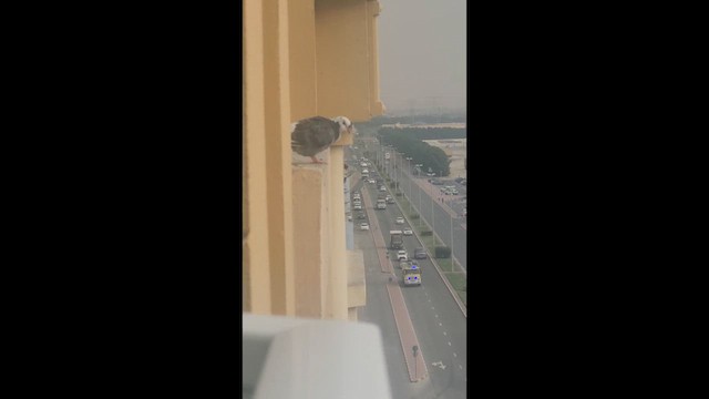 Голуб сизий (міський) - ML647504529