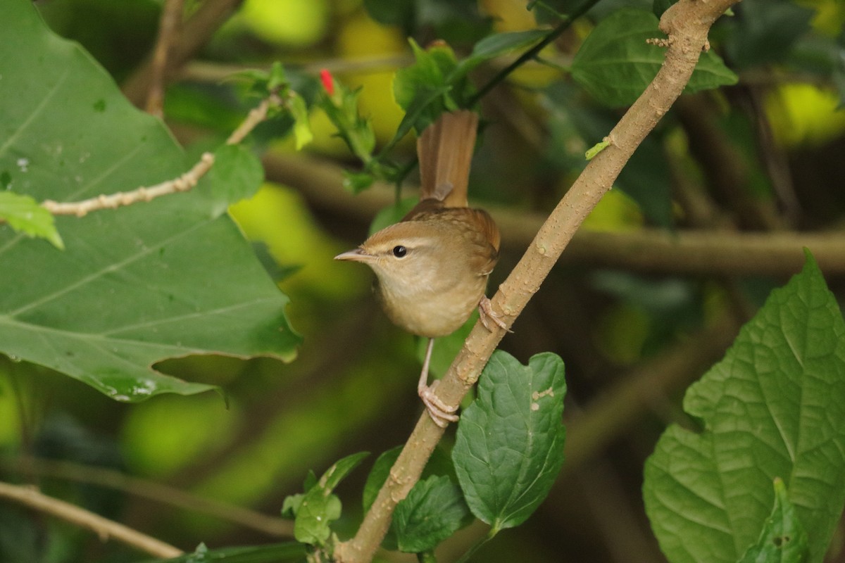 Cetia Coreana - ML647504542