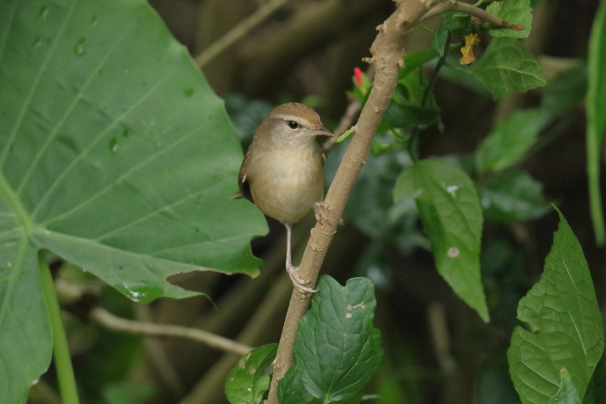 Cetia Coreana - ML647504543