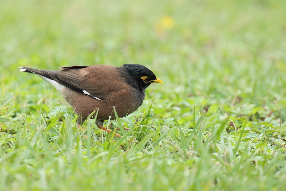 Miná Común - ML647504546