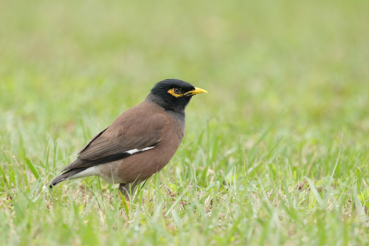 Miná Común - ML647504547