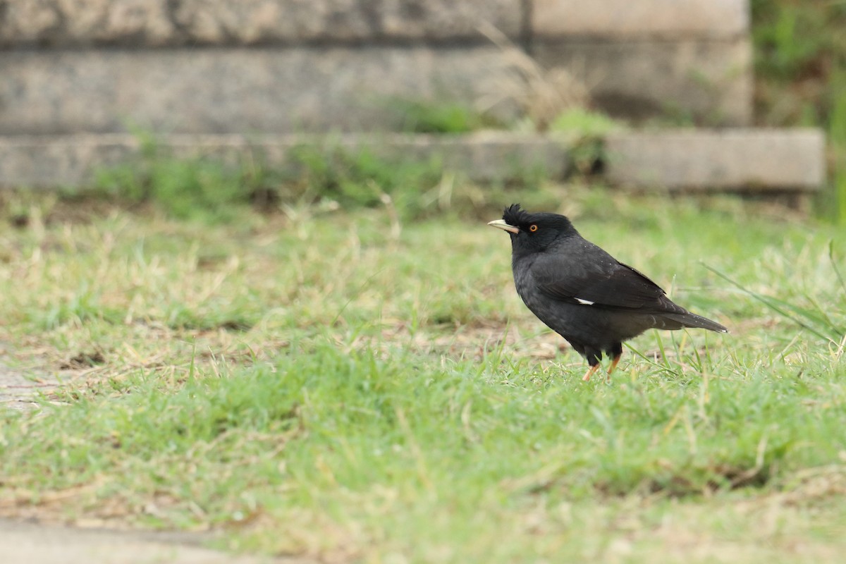 Miná Crestado - ML647504550
