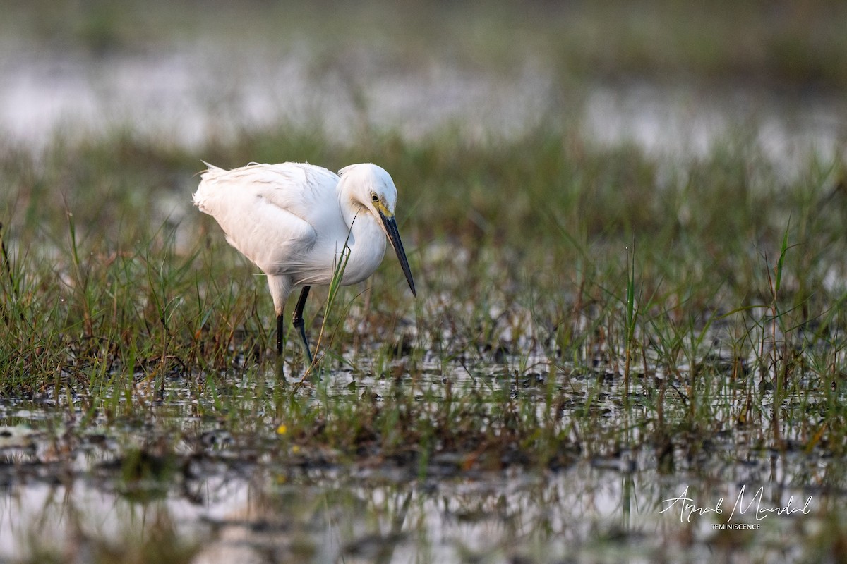 Little Egret - ML647504579