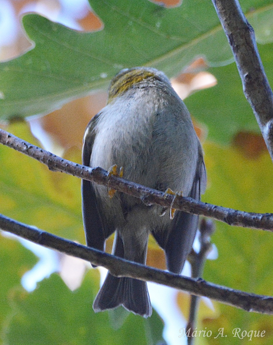 Reyezuelo Listado - ML647504603