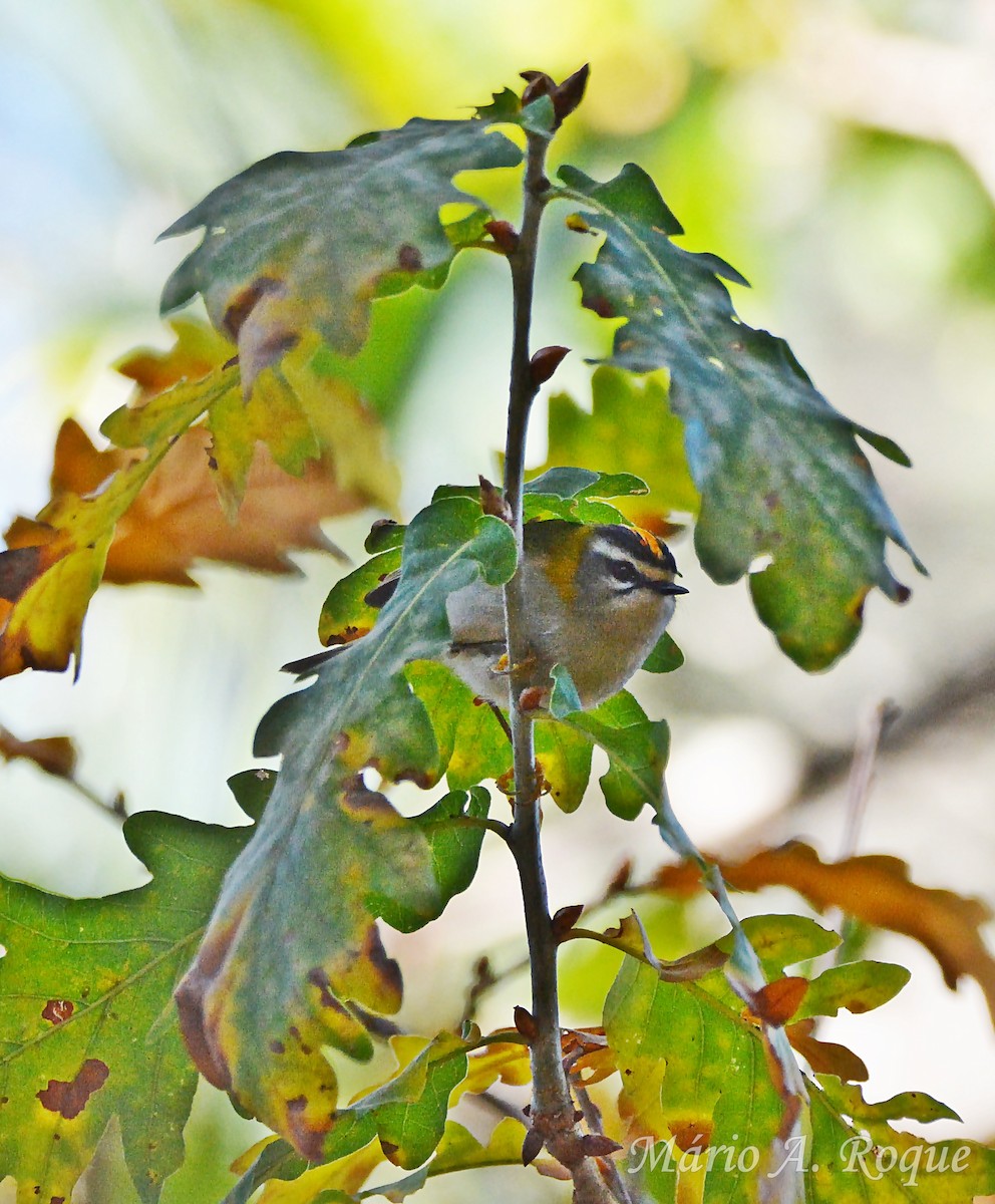 Reyezuelo Listado - ML647504604