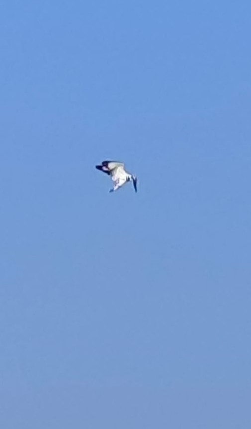 Martín Pescador Pío - ML647504605