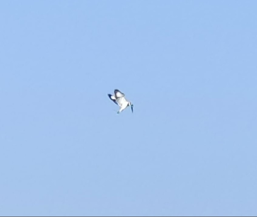 Martín Pescador Pío - ML647504606