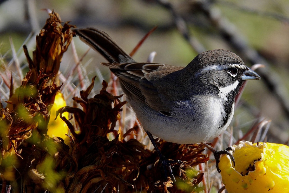 Chingolo Gorjinegro - ML647504608