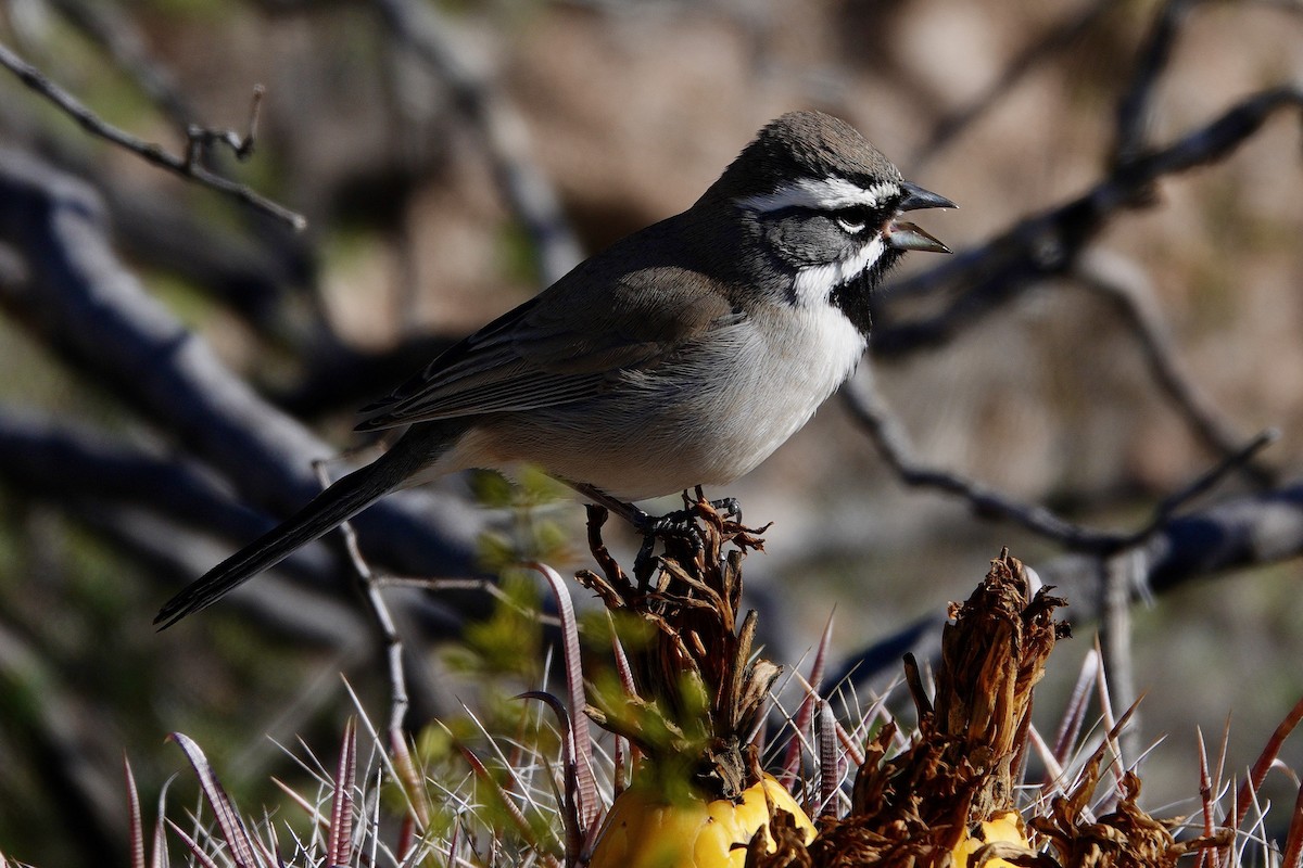 Chingolo Gorjinegro - ML647504609