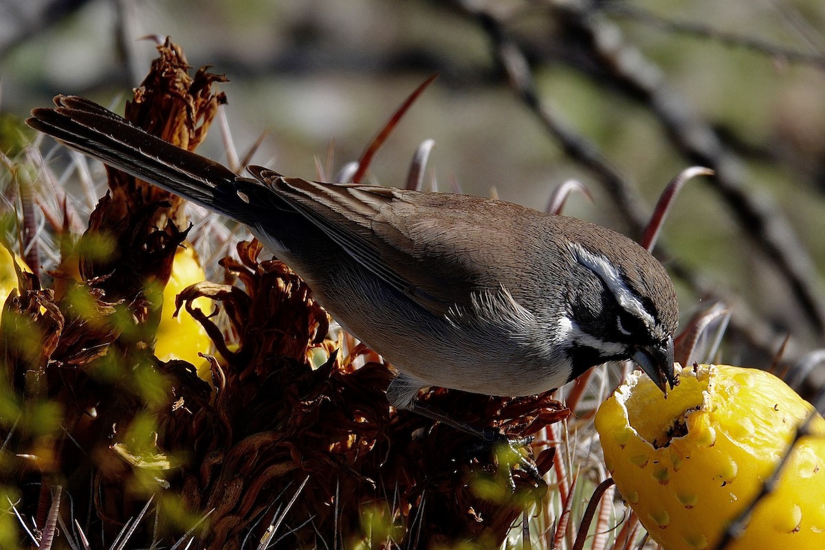 Chingolo Gorjinegro - ML647504610