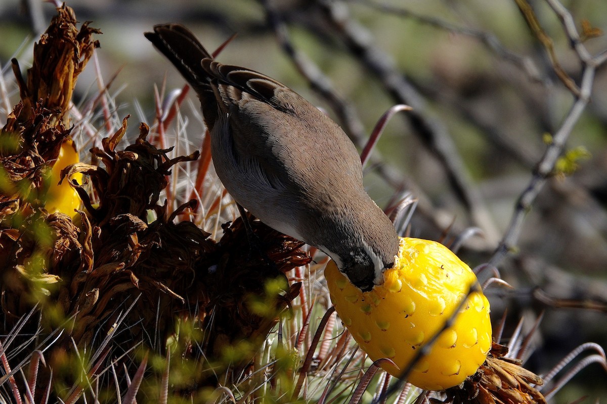 Chingolo Gorjinegro - ML647504611