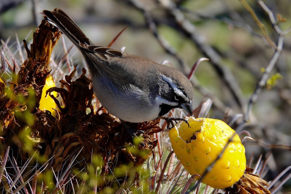Chingolo Gorjinegro - ML647504612