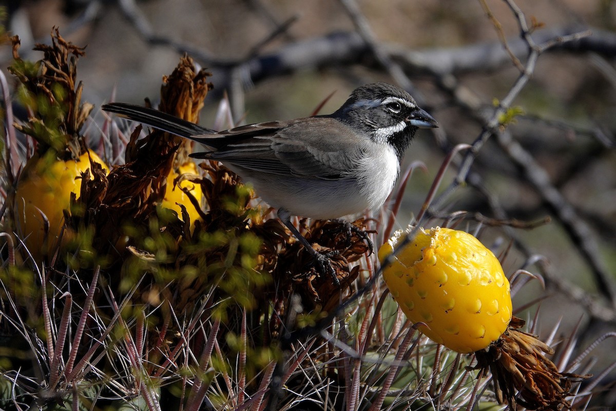 Chingolo Gorjinegro - ML647504613