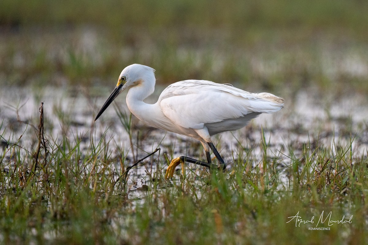 Garceta Común - ML647504614