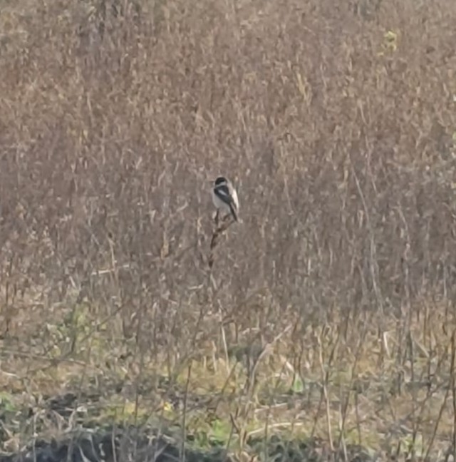 Tarabilla Siberiana - ML647504615