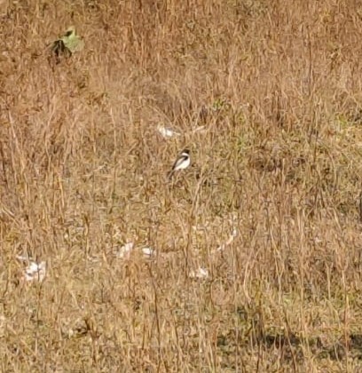 Tarabilla Siberiana - ML647504616